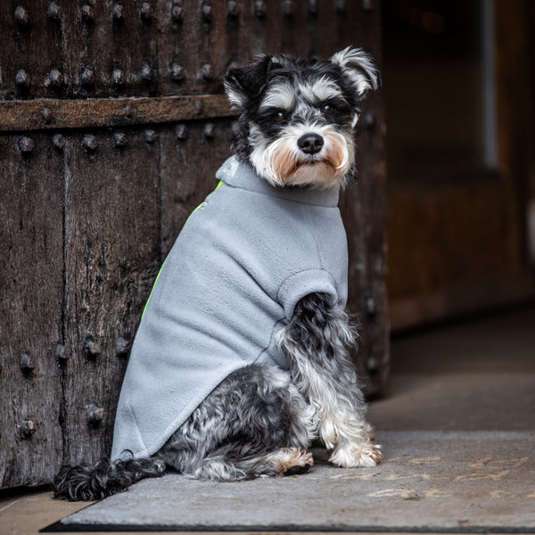 Miniature Schnauzer – Stix and Co