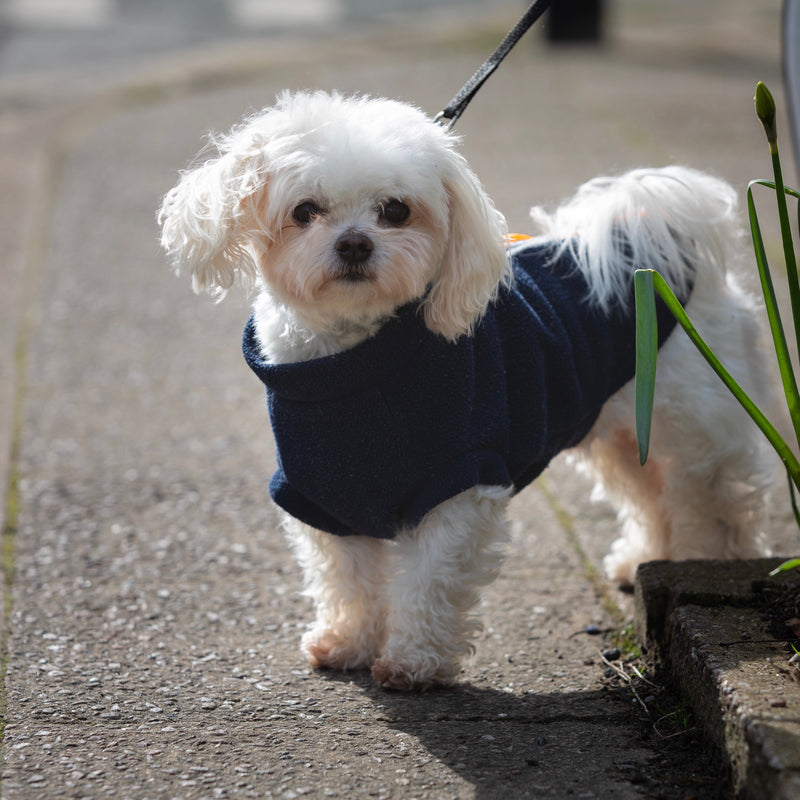 Maltipoo Dog Coat