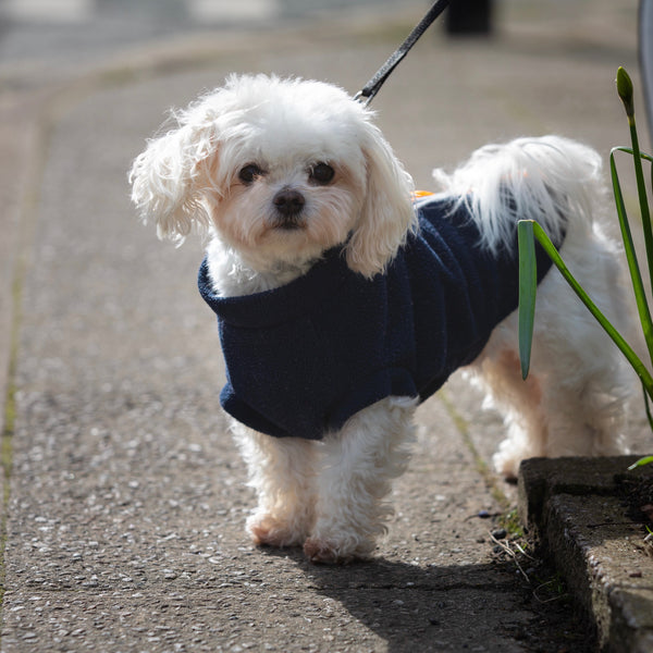 Maltipoo sweaters new arrivals