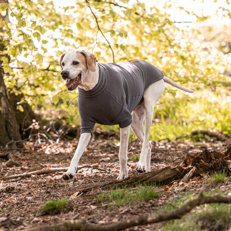 Pointer Dog Coat