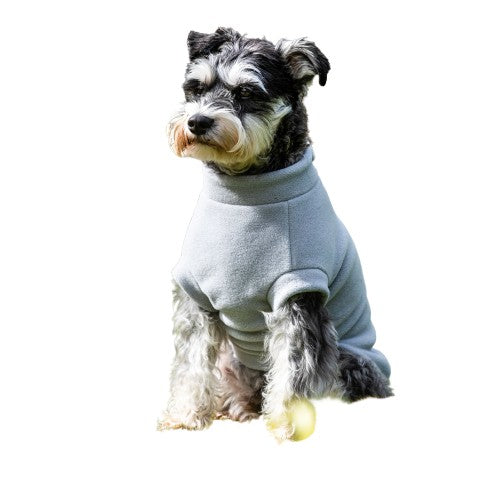 Miniature Schnauzer