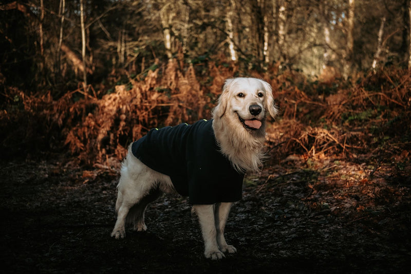 Golden Retriever Dog Coat