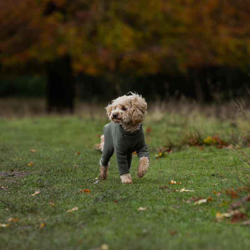 Toy Poodle Four Legged Dog Coat