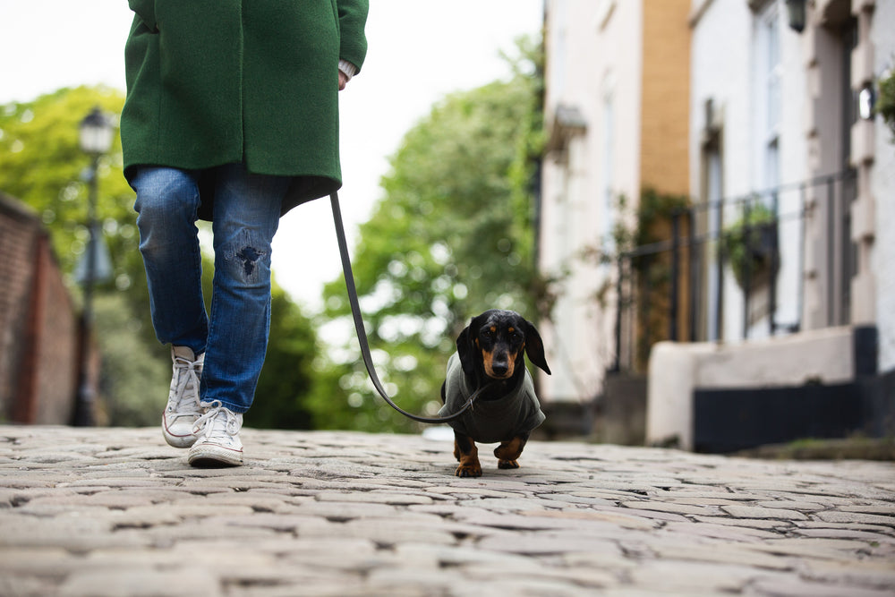Dachshund dog wearing grey fleece coat walking on cobble stones on a lead next to owner