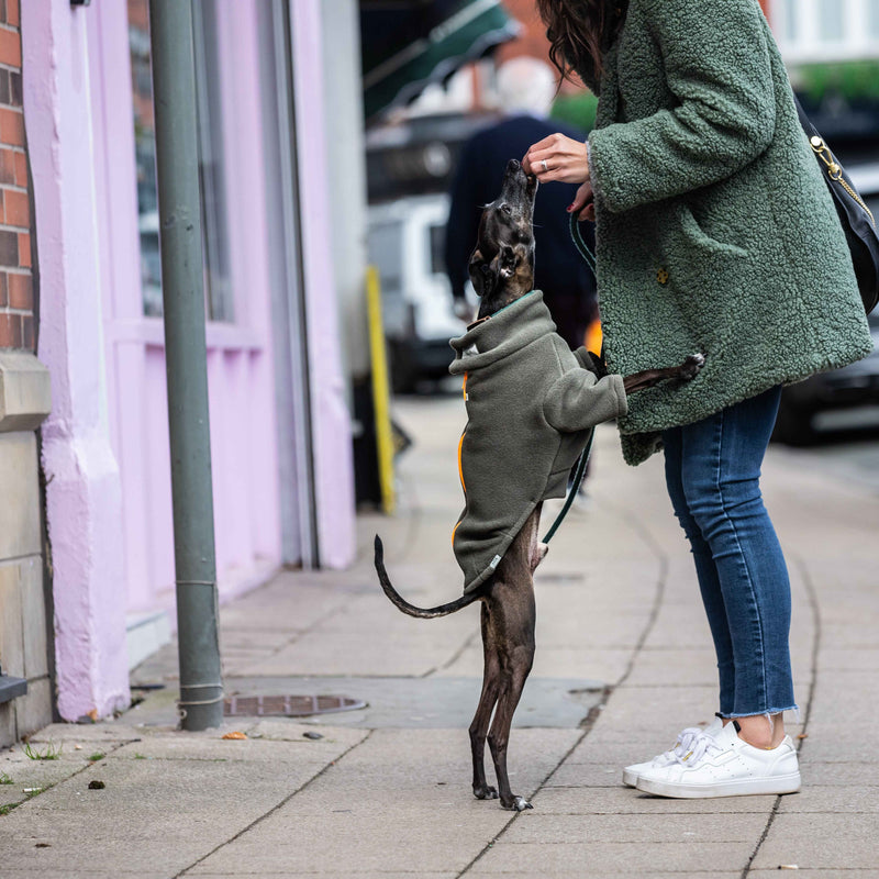Italian Greyhound Dog Coat