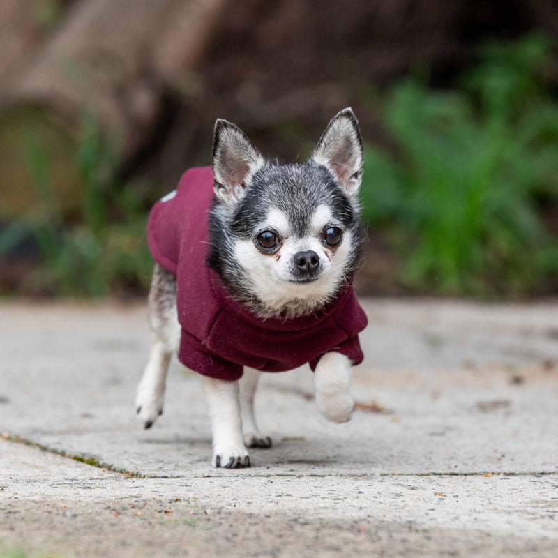 Chihuahua Dog Coat
