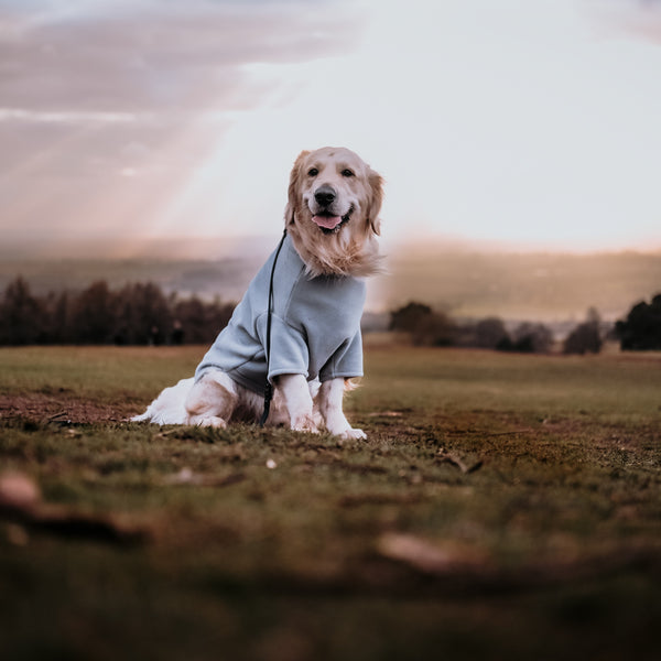 Golden Retriever Dog Coat