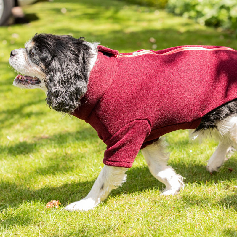 King Charles Spaniel Dog Coat