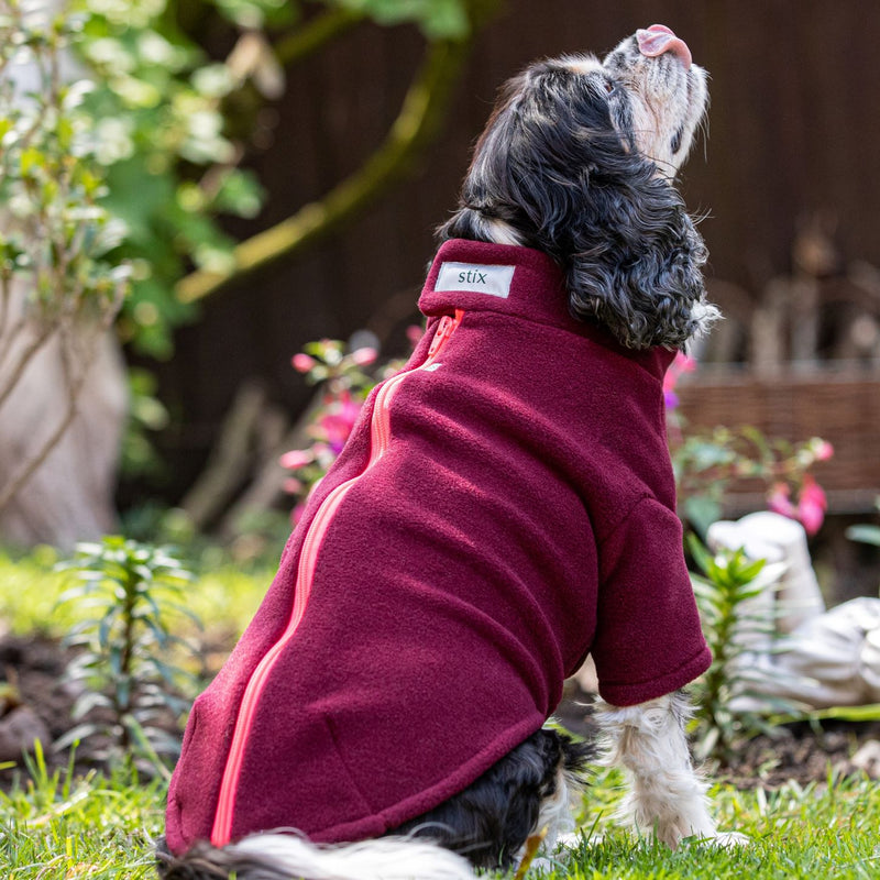 King Charles Spaniel Dog Coat