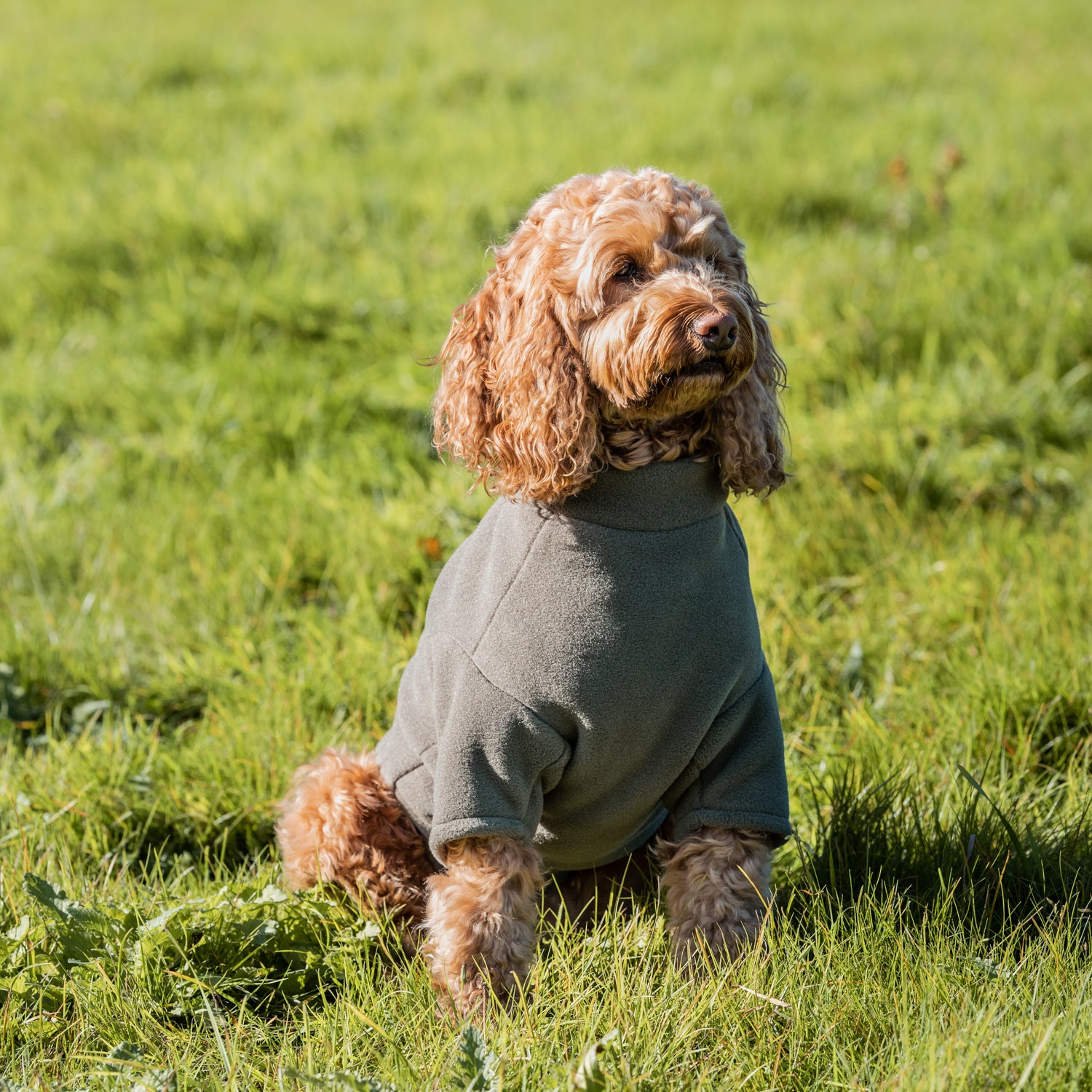 Cockapoo Aprons Dog Coats for Cockapoos | Dog Coats by Stix and Co.