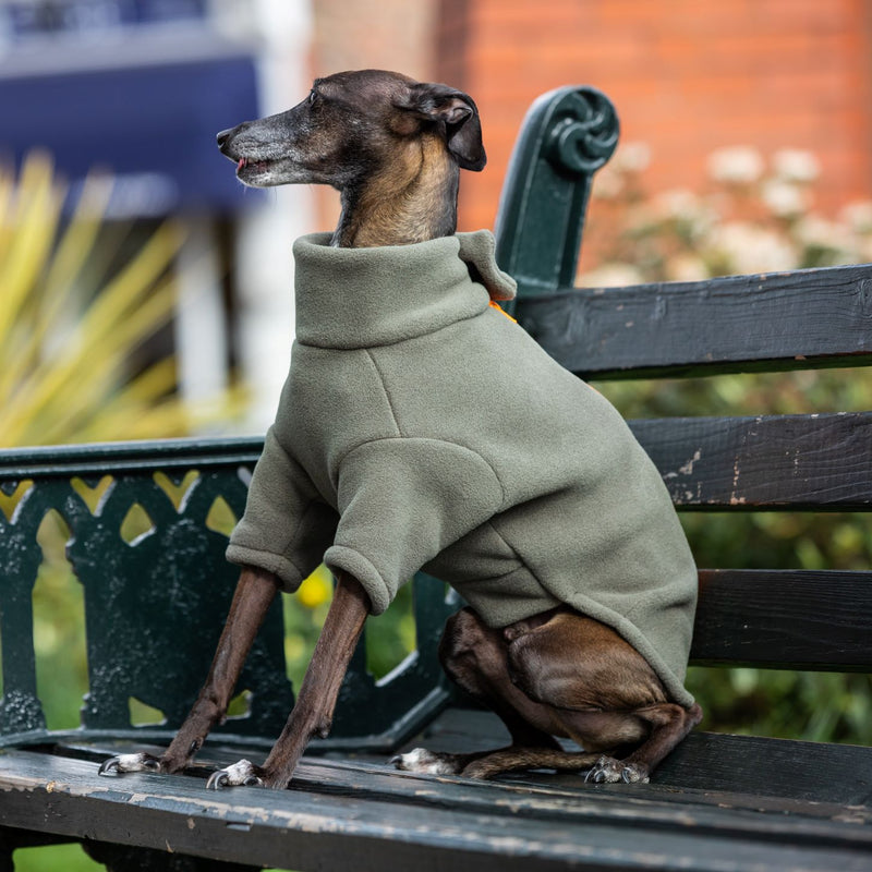 Italian Greyhound Dog Coat