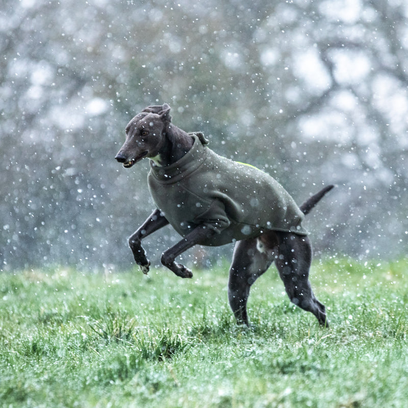 Greyhound Dog Coat