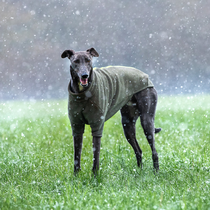 Greyhound Dog Coat