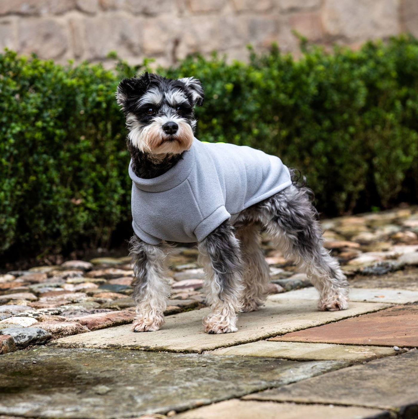Top schnauzer sweater Outlet Online