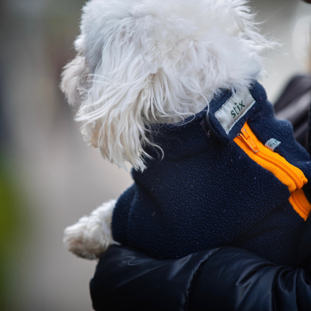 Maltipoo dog sales clothes