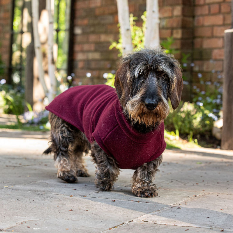 Standard Dachshund Dog Coat