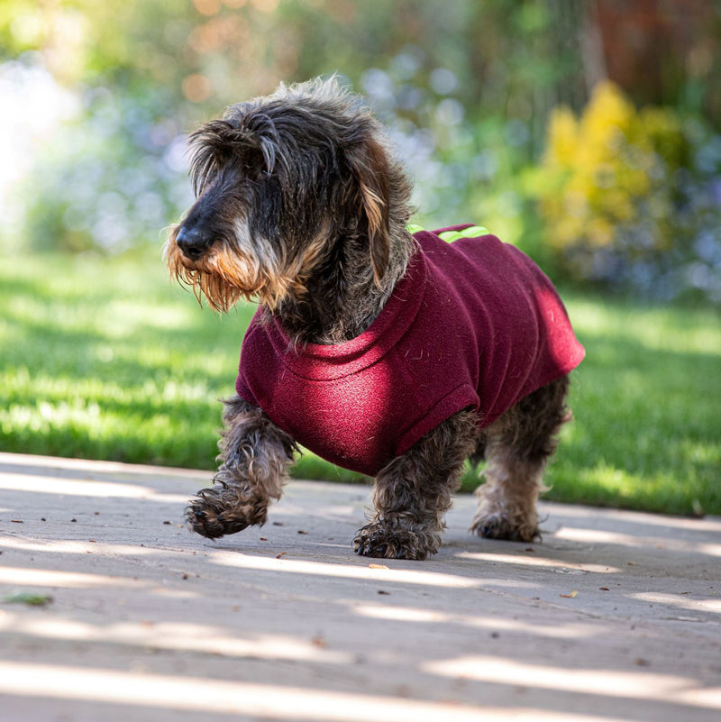 Standard Dachshund Dog Coat
