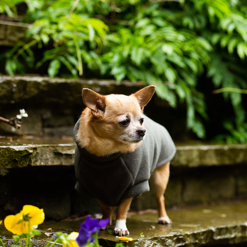 Chihuahua Dog Coat