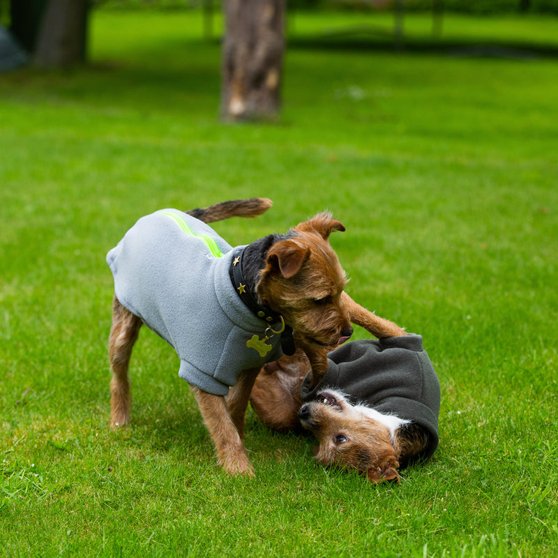 Small Terrier Dog Coat