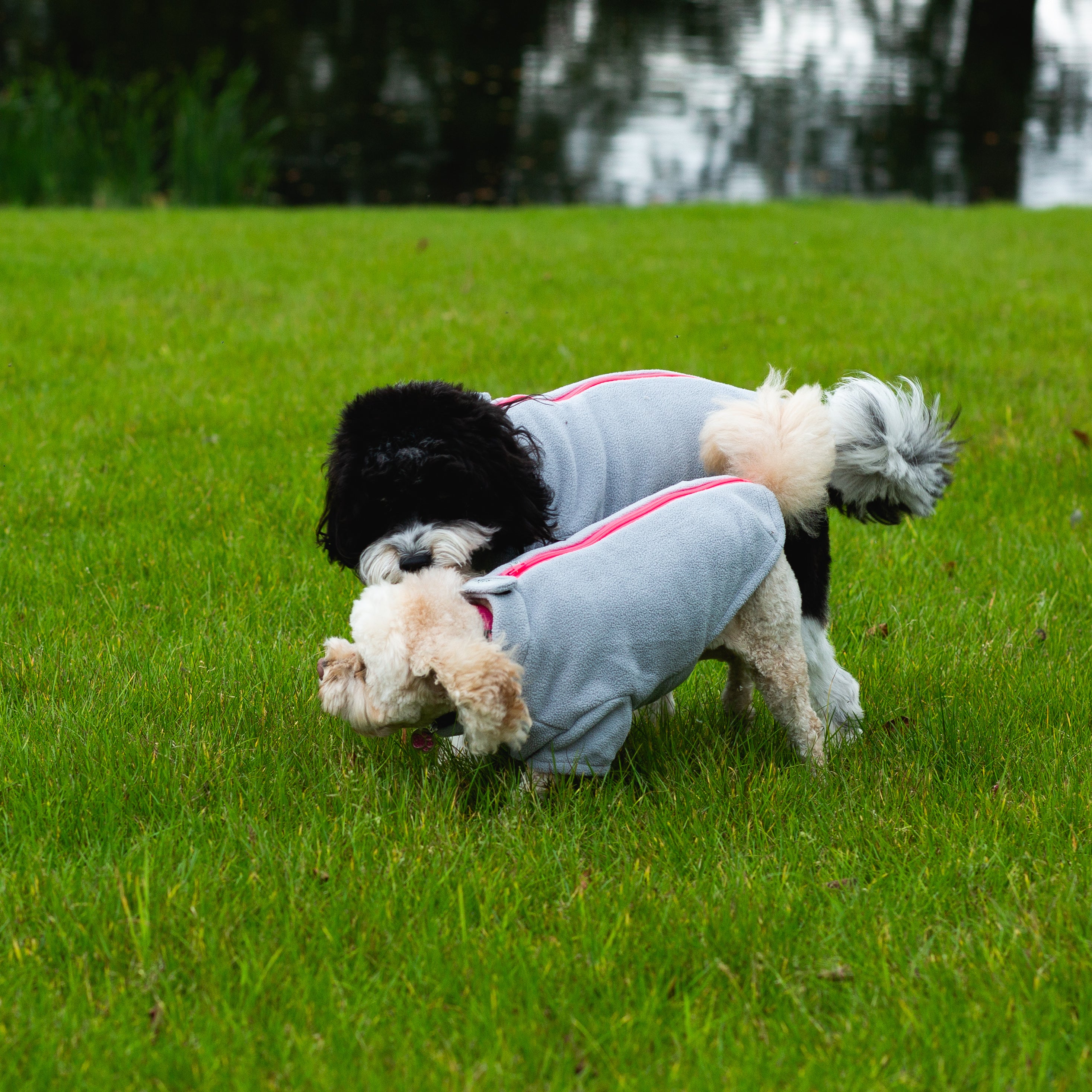 Dog Coats for Cavapoos | Dog Coats by Stix and Co.