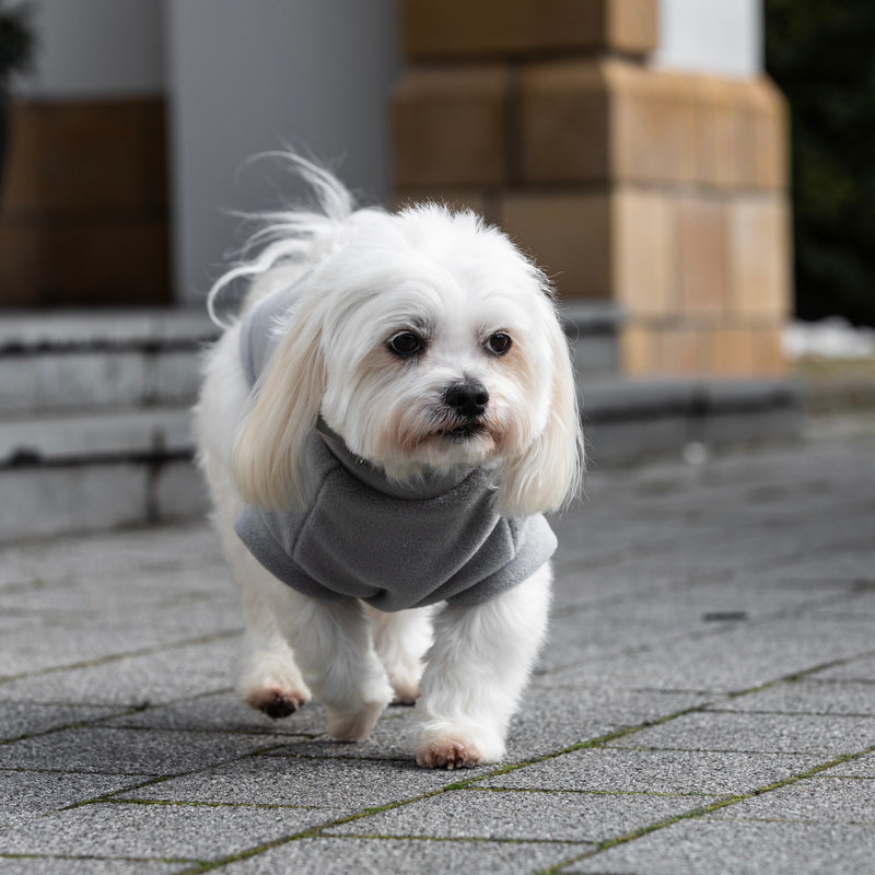 Maltese Dog Coat