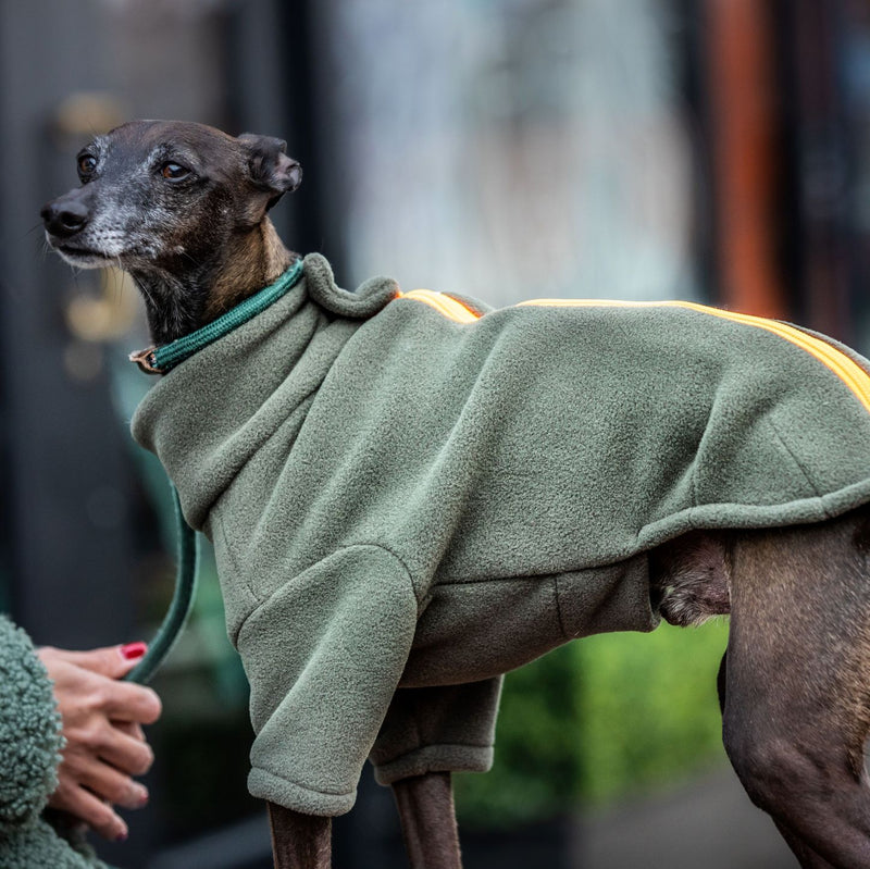 Italian Greyhound Dog Coat