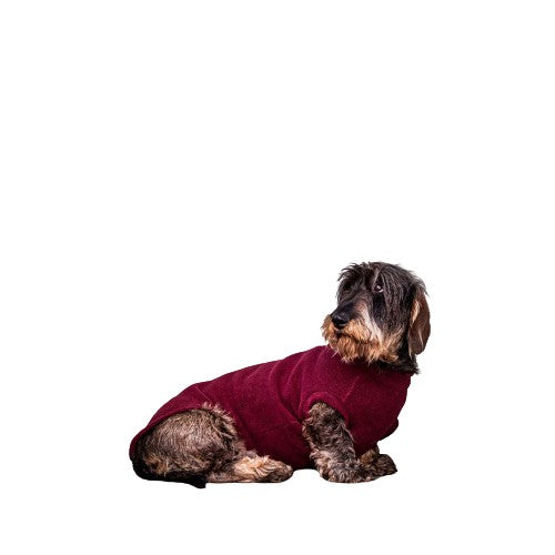 Standard Dachshund Dog Coat